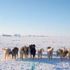 Schlittenhunde im Winter im Nordwesten von Groenland auf dem Meereis vor Uummannaq, dort sind Hunde noch Zugtiere fuer die Fischer des Ortes. Groenland_©_Martin_Zwick_Naturfoto