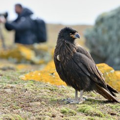 Striated_Caracara_Saunders_Island_Falkland_Islands_©_Martin_van_Lokven_Oceanwide_Expeditions