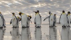 Koengspinguine_Falkland_Inseln_2017_©_Martin_Zwick_Naturfoto