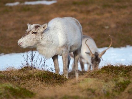 Rentiere_Senja_Norwegen_©_Martin_Zwick_Naturfoto