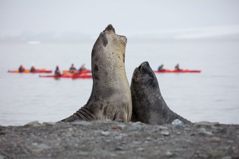 Antarctic_Sea_Lion_©_Holger_Leue_Poseidon_Expeditions Antarctic_Sea_Lion_©_Holger_Leue_Poseidon_Expeditions