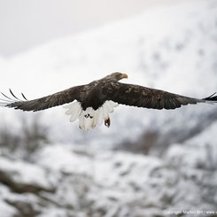 seeadler_©_arktis_tours