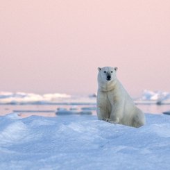 Polar_Bear_Wrangel_Island_©_A_Terauds_Heritage_Expeditions