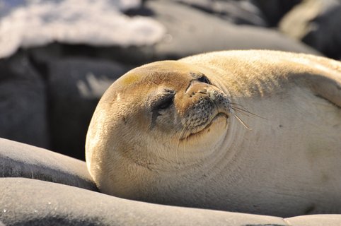 Seal_Antarctica_©_Antarpply_Expeditions Seal_Antarctica_©_Antarpply_Expeditions