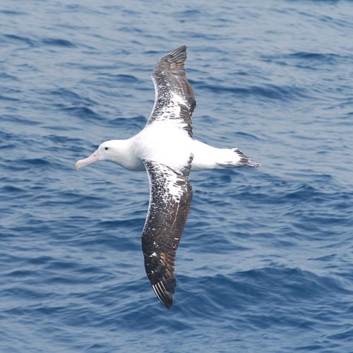 South_Georgia_Wandering_Albatros_©_Jordi_Plana_Antarctica21