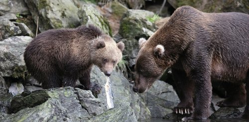 alaska_adventure_brown_bear_mother_cub_kodiak_island_©_Aurora_Expeditions