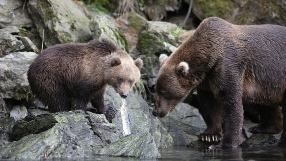 alaska_adventure_brown_bear_mother_cub_kodiak_island_©_Aurora_Expeditions