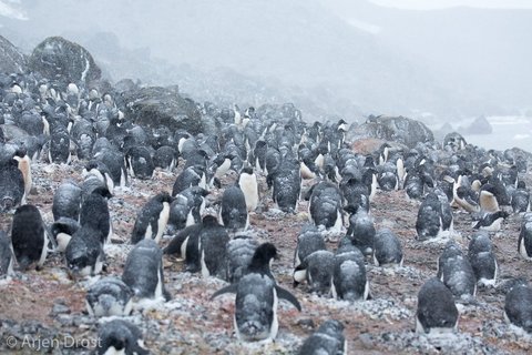 Adelie_penguins__Kinnes_Cove_©__Arjen_Drost_Natureview_Oceanwide_Expeditions