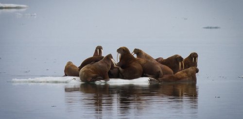 Walrus_on_ice_©_K_Ovsyanikova_Heritage_Expeditions