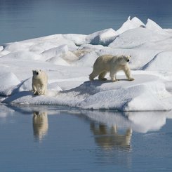 Polar_Bears_Chukotka_Where_Russias_Day_Begins_©_K_Ovsyanikova_Heritage_Expeditions