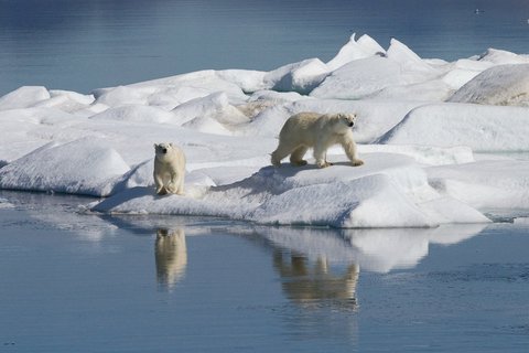 Polar_Bears_Chukotka_Where_Russias_Day_Begins_©_K_Ovsyanikova_Heritage_Expeditions