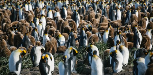 Suedgeorgien_King_Penguins_©_John_Bozinov_Poseidon_Expeditions