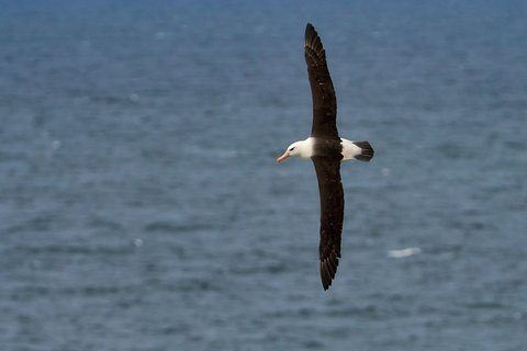 Blacked_Browed_Albatrosses_©_Antarctica21 Blacked_Browed_Albatrosses_©_Antarctica21
