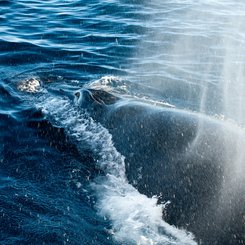 Humpbackwhale_Greenland_©_Erwin_Vermeulen_Oceanwide_Expeditions