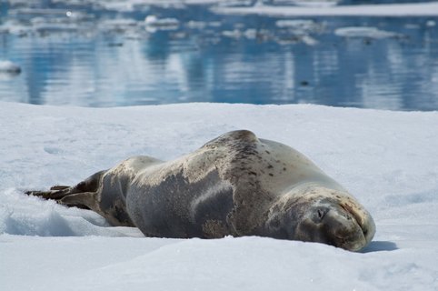 Leopard_Seal_Antarctic_©_Janine_Oosterhuis_Oceanwide_Expeditions