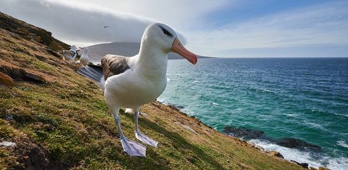 Blacked_Browed_Albatrosses_©_Antarctica21