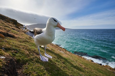 Blacked_Browed_Albatrosses_©_Antarctica21 Blacked_Browed_Albatrosses_©_Antarctica21