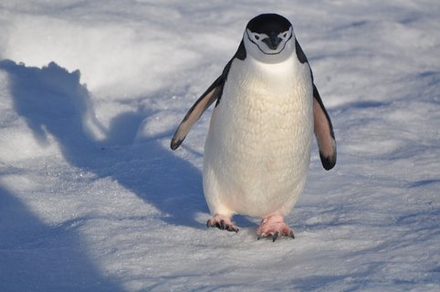 Chinstrap_Penguin_Antarctica_©_Antarpply_Expeditions