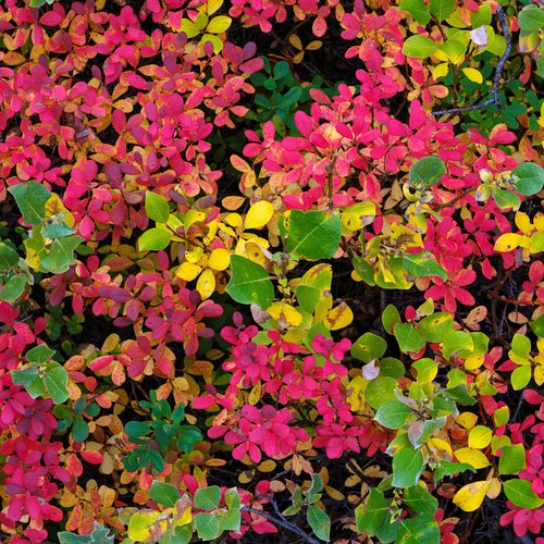 Herbstwald_Myvatn_Nord_Island_©_Martin_Zwick_Naturfotografie