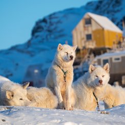 Schlittenhunde im Winter im Nordwesten von Groenland auf dem Meereis vor Uummannaq, dort sind Hunde noch Zugtiere fuer die Fischer des Ortes. Groenland_©_Martin_Zwick_Naturfoto