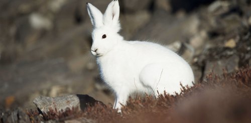 East_Greenland_Arctic_Hare_©_Anthony_Smith_Poseidon_Expeditions