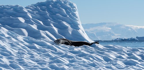 Seal_on_Ice_Antarctica_©_Polar_Latitudes