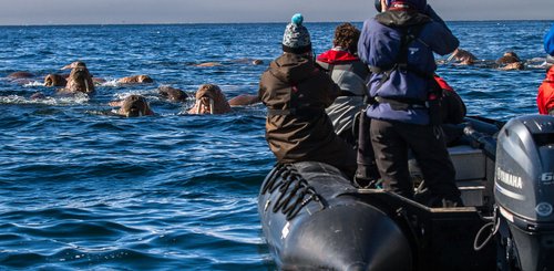 Walrusses_Where_Russias_Day_Begins_©_K_Ovsyanikova_Heritage_Expeditions