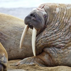 Walrus_family_Franz_Josef_Land_©_Oceanwide_Expeditions