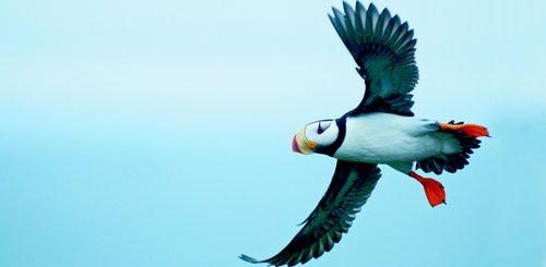 Puffin_Kolyuchin_Island_©_A_Terauds_Heritage_Expeditions