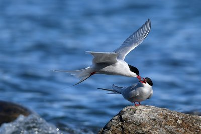 Arctic_Tern_Svalbard_©_Page_Chichester_Poseidon_Expeditions