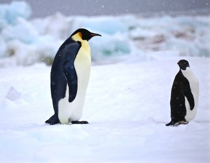 Ross_Sea_Emperor_Adelie_Penguin_pack_ice_©_Mark_Vogler_Oceanwide_Expeditions