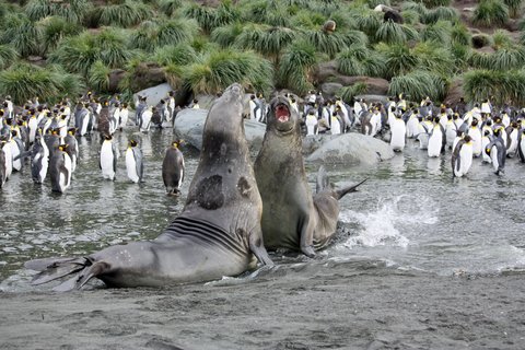 Elephant_Seals_Gold_Harbour_South_Georgia_©_Femke_Wolfert_Oceanwide_Expeditions