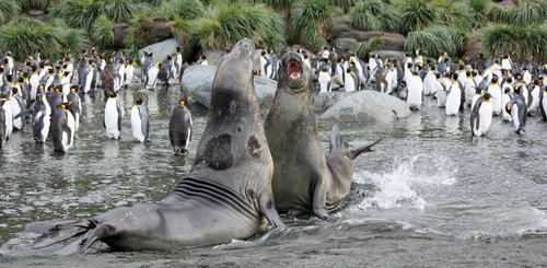 Elephant_Seals_Gold_Harbour_South_Georgia_©_Femke_Wolfert_Oceanwide_Expeditions