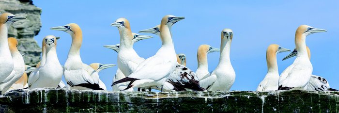 Shetlands_Gannets_©_Martin_Zwick_Naturfoto