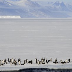 Emperor_Penguins_Ice_Edge_Ross_Sea_Antarctic_©_Delphine_Aures_Oceanwide_Expeditions