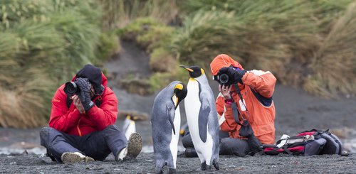 King_Penguins_Sub_Antarctic_Islands_©_S_Blanc_Heritage_Expeditions