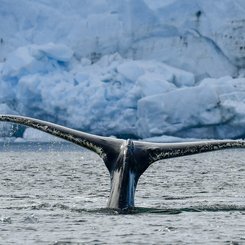 Whale_Peltier_Channel_February_©_Polar_Latitudes