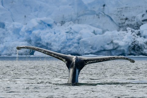 Whale_Peltier_Channel_February_©_Polar_Latitudes Whale_Peltier_Channel_February_©_Polar_Latitudes