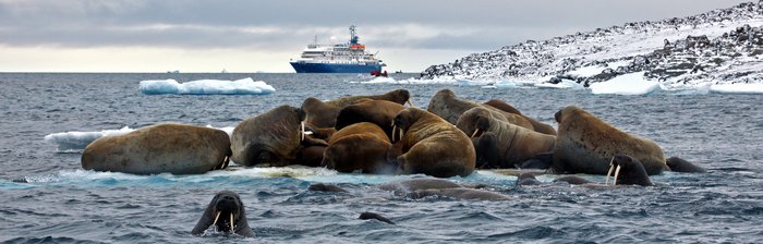 Walrus_Franz_Josef_Land_©_John_Bozinov_Poseidon_Expeditions