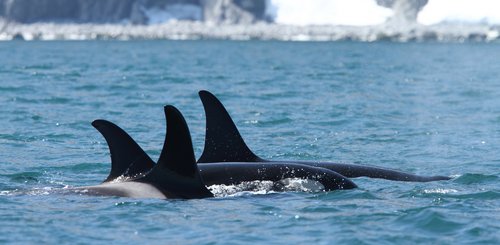 Russias_Ring_of_Fire_Orcas_©_A_Riley_Heritage_Expeditions