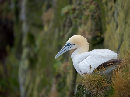 Toelpel_Shetland_Inseln_©_Martin_Zwick_Naturfotografie