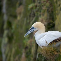 Toelpel_Shetland_Inseln_©_Martin_Zwick_Naturfotografie