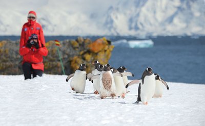 Antarctic_Gentoo_Penguins_©_Poseidon_Expeditions