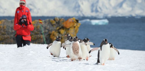 Antarctic_Gentoo_Penguins_©_Poseidon_Expeditions