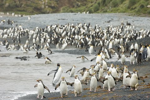 Royal_Penguin_Rookery_Sandy_Bay_Macquarie_Island_©_Delphine_Aures_Oceanwide_Expeditions