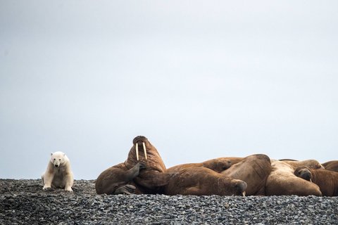 Polar_Bear_Walrus_Taymyr_Peninsula_north_sea_route_©_Heritage_Expeditions
