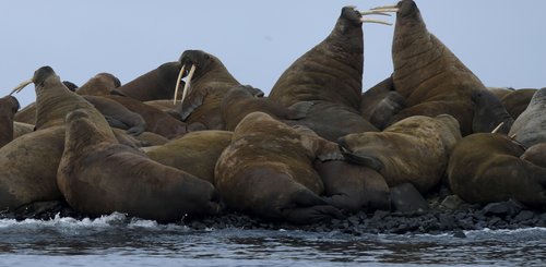 Walrus_Franz_Josef_Land_©_Poseidon_Expeditions