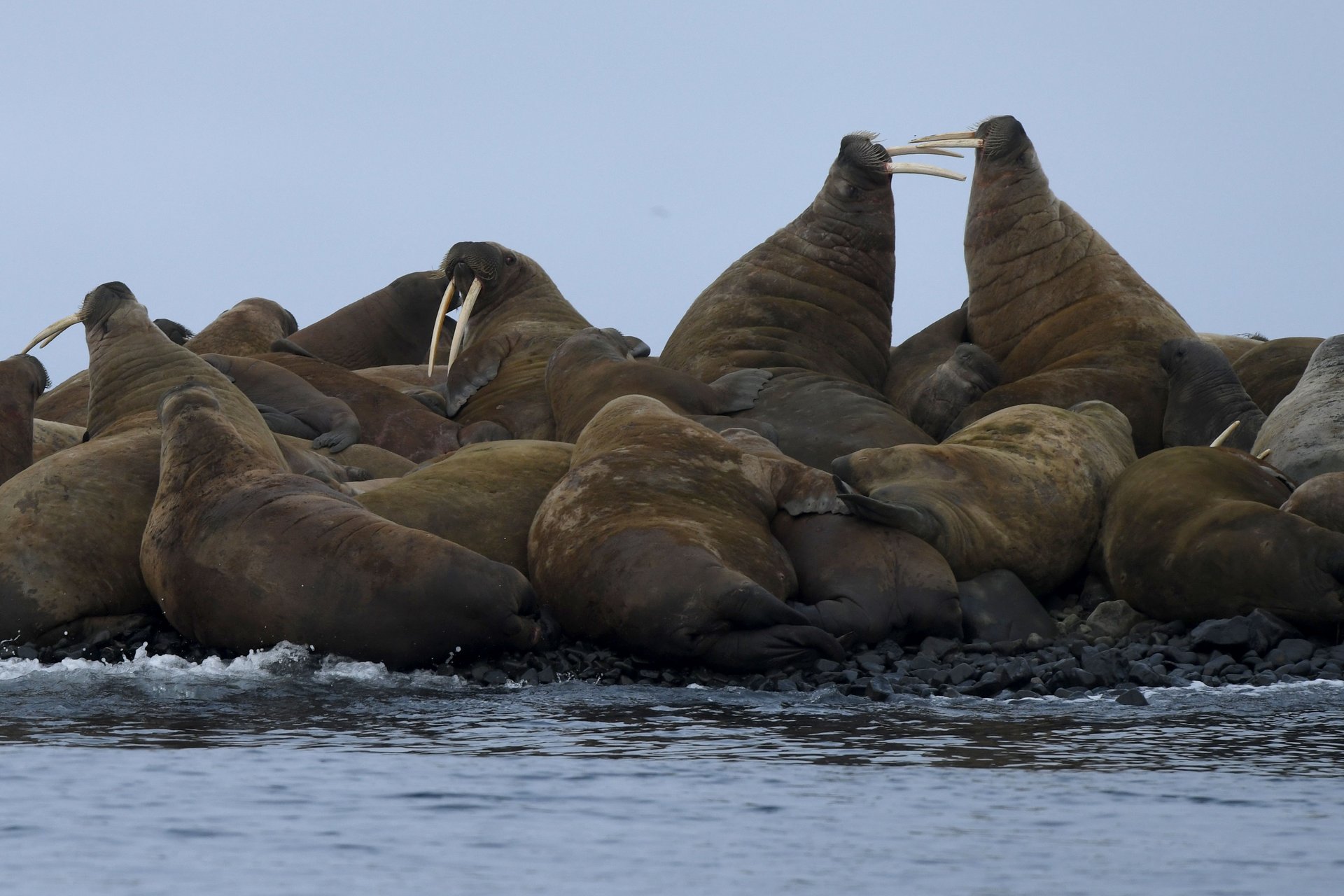 In die russische Arktis nach Spitzbergen und FranzJosefLand