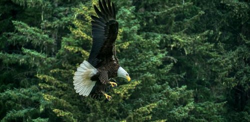  bald_eagle_haines_alaska_©_Aurora_Expeditions