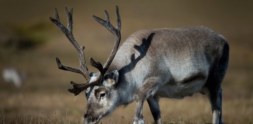 Reindeer_Svalbard_©_Anthony_Smith_Poseidon_Expeditions